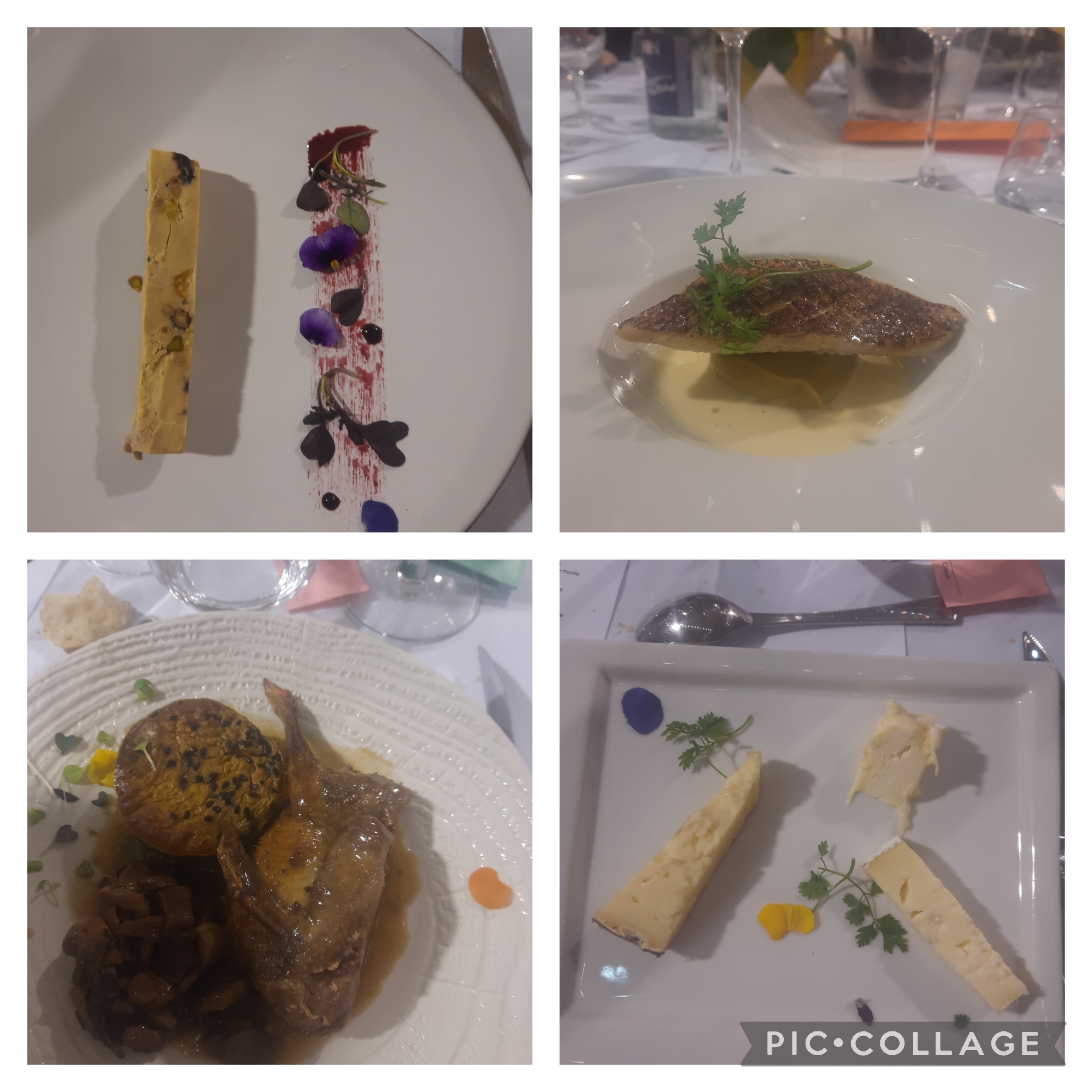 Collage_2025-03-09_20_05_33